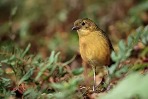 Forest Floor Prints: Tawny antpitta (Grallaria quitensis) standing on forest floor, Nevado del Ruiz, Colombia
