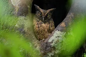 Nest Hole Prints: Tawny-bellied screech owl (Megascops watsonii) perched at entrance to nest hole in tree cavity