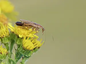 Asterales Prints: Tawny cockroach (Ectobius pallidus) female carrying an egg sac foraging on Common ragwort (Senecio jacobaea)
