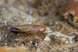 Heathland Prints: Tawny cockroach (Ectobius pallidus) female carrying an egg sac on a sandy path through heathland