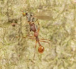Formicidae Prints: Tawny collared ant (Aphaenogaster fulva) carrying Long-legged fly (Dolichopodidae) prey