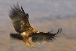 Tawny eagle (Aquila rapax) in flight, Zimanga Private Nature Reserve, KwaZulu Natal