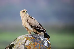 Aquila Prints: Tawny eagle (Aquila rapax) perched on a rock, Bale Mountains National Park, Ethiopia