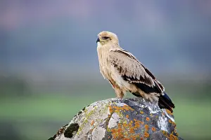 Aquila Prints: Tawny eagle (Aquila rapax) perched on a rock, Bale Mountains National Park, Ethiopia