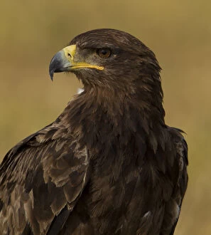 Eagles Gallery: Tawny eagle (Aquila rapax) portrait, Serengeti National Park, Tanzania, February