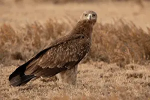Aquila Prints: Tawny eagle (Aquila rapax) portrait, Serengeti National Park,
Tanzania