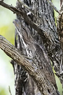 Images Dated 11th January 2022: Tawny frogmouth (Podargus strigoides) camouflaged in a dead tree, Charters Towers, Queensland