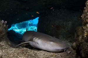 Tawny nurse shark (Nebrius ferrugineus) resting in a small cave during the day, Mu Koh Similan National Park
