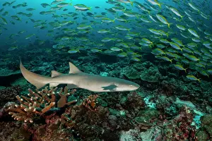Carpet Shark Prints: Tawny nurse shark (Nebrius ferrugineus)