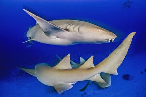 Alex Mustard 2021 Update Gallery: Tawny nurse shark (Nebrius ferrugineus) group, individuals circling each other at dusk