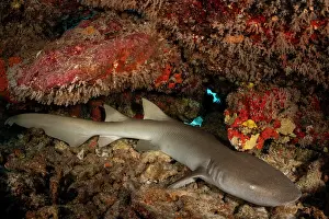 Carpet Shark Prints: Tawny nurse shark (Nebrius ferrugineus) resting in a small cave under a massive coral bommie