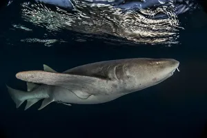 2018 August Highlights Prints: Tawny nurse shark (Nebrius ferrugineus) Vaavu Atoll, Maldives, Indian Ocean