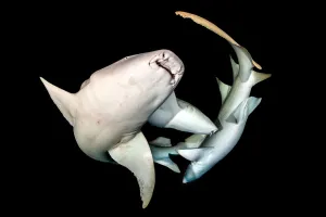 2019 October Highlights Collection: Tawny nurse sharks (Nebris ferrungineus) at night. Vavuu Atoll, Maldives. Indian Ocean