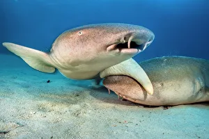 Maldive Islands Prints: Two Tawny nurse sharks (Nebrius ferrugineus) on seabed at dusk