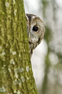 Images Dated 21st January 2013: Tawny Owl (Strix aluco) adult female hiding behind tree trunk, trained bird, Somerset