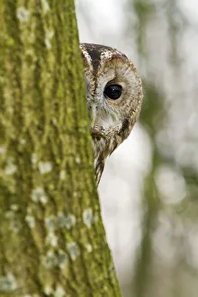 2013 Highlights Prints: Tawny Owl (Strix aluco) adult female hiding behind tree trunk, trained bird, Somerset