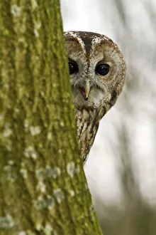 Owls Prints: Tawny Owl (Strix aluco) adult female hiding behind tree trunk, trained bird, Somerset