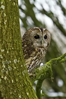 Images Dated 21st January 2013: Tawny Owl (Strix aluco) adult female perched in tree, trained bird, Somerset, UK, January