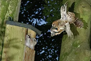 Leporidae Prints: Tawny owl (Strix aluco) arriving at nest box at first light with Rabbit (Oryctolagus cuniculus)