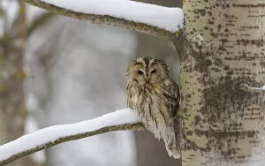 Tawny owl (Strix aluco), brown form, perched on branch, Finland. February