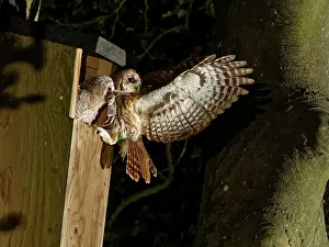 Nocturnal Prints: Tawny owl (Strix aluco) chick peers out of nestbox with Wood mouse (Apodemus sylvaticus)
