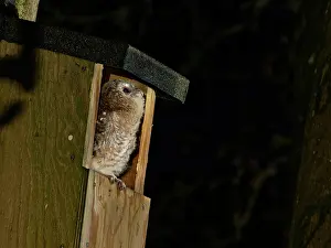 Nocturnal Prints: Tawny owl (Strix aluco) chick perched at entrance to garden nest box