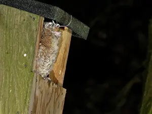 Nocturnal Prints: Tawny owl (Strix aluco) chick perched at entrance to garden nest box