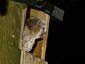 Nocturnal Prints: Tawny owl (Strix aluco) chick perched at entrance to garden nest box with Cockchafer (Melolontha melolontha)