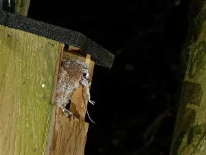 Nocturnal Prints: Tawny owl (Strix aluco) chick perched at entrance to garden nest box with Wood mouse (Apodemus sylvaticus) prey in beak