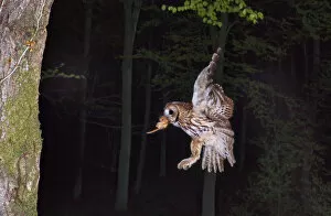 Adult Gallery: Tawny owl (Strix aluco) flying with Dormouse prey (Muscardinus avellanairus) to nest