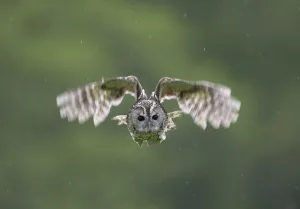 Tawny Owl (Strix aluco) hunting, Cairngorms NP, Scotland, UK