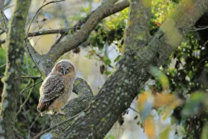 Tawny Wood Owl Prints: Tawny owl (Strix aluco) juvenile, Prado del rey, Cadiz, Spain, April