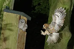Chafer Beetle Prints: Tawny owl (Strix aluco) landing at nest box with Cockchafer (Melolontha melolontha)