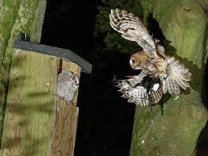 Corvidae Prints: Tawny owl (Strix aluco) landing at nest box with Magpie (Pica pica)