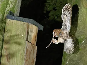 Strigiformes Prints: Tawny owl (Strix aluco) landing at nest box at night