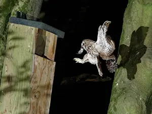 Strigiformes Prints: Tawny owl (Strix aluco) landing at nest box at night