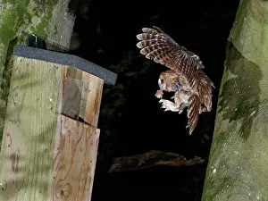 Strigiformes Prints: Tawny owl (Strix aluco) landing at nest box at night