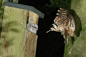 Strigiformes Prints: Tawny owl (Strix aluco) landing at nest box at night
