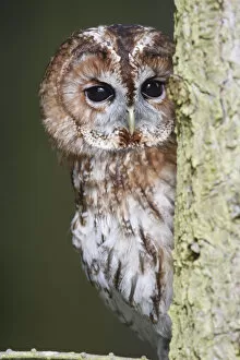 Tawny owl (Strix aluco) looking round side of tree trunk, Wales, UK