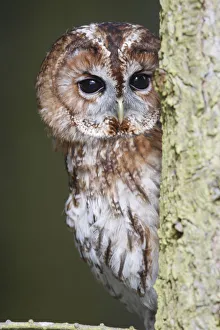 Images Dated 23rd March 2009: Tawny owl (Strix aluco) looking round side of tree trunk, Wales, UK