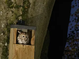 Nocturnal Prints: Tawny owl (Strix aluco) at night