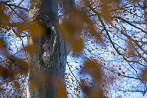 Autumn Update Gallery: Tawny owl (Strix aluco) pair resting in nest hole, in tree with autumn leaves