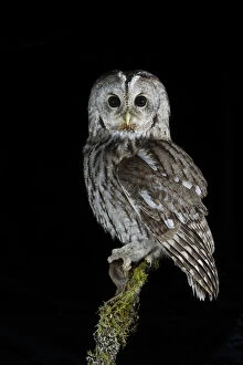 Owls Gallery: Tawny Owl (Strix aluco) perched on branch with prey, at night. Norway, February