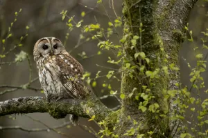 Tawny Wood Owl Prints: Tawny owl (Strix aluco) perched in Silver Birch tree (Betula pendula)