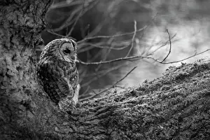 Strigiformes Prints: Tawny owl (Strix aluco) perched on a tree branch, Cheshire, England, UK. September