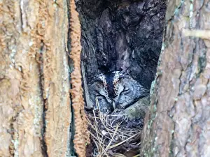 Incubating Prints: Tawny owl (Strix aluco) sleeping in nest hole