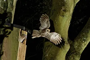 Nocturnal Prints: Tawny owl (Strix aluco) taking flight from garden nest box after delivering Cockchafer (Melolontha melolontha)