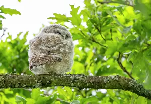 Strigiformes Prints: Tawny owlet (Strix aluco) perched on a branch in a garden
