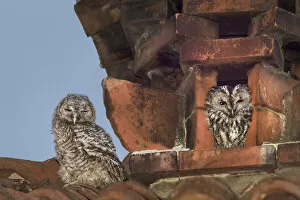 Tawny owls (Strix aluco) nesting inside a disused chimney