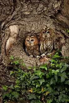 Tawny owls (Strix aluco) peering out from tree hollow, Dumfries and Galloway, Scotland